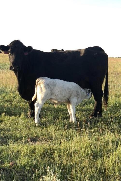 Trucking Jobs Calgary >> Livestock Network | Cattle Trailers For Sale | Cattle Trucking Jobs | Bull Racks Trucking Jobs Calgary >> Livestock Network | Cattle Trailers For Sale | Cattle Trucking Jobs | Bull Racks